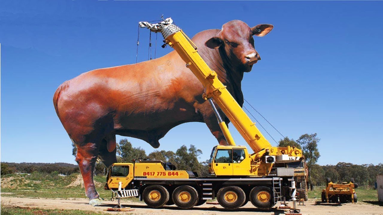 Intelligent Technology Smart Modern Farming Huge Bull Buffalo Transportation Cow