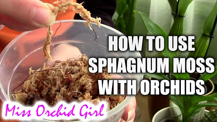 How to use sphagnum moss with orchids