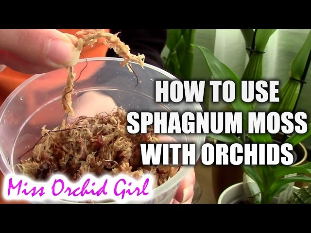 How to use sphagnum moss with orchids 