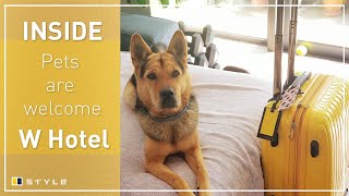 Review of the w hong kong’s new animal-friendly hotel package, pets
are welcome