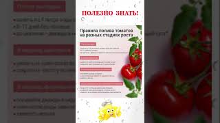 Эти ошибки в поливе уничтожат Ваши томаты #shorts #рецепты #советы