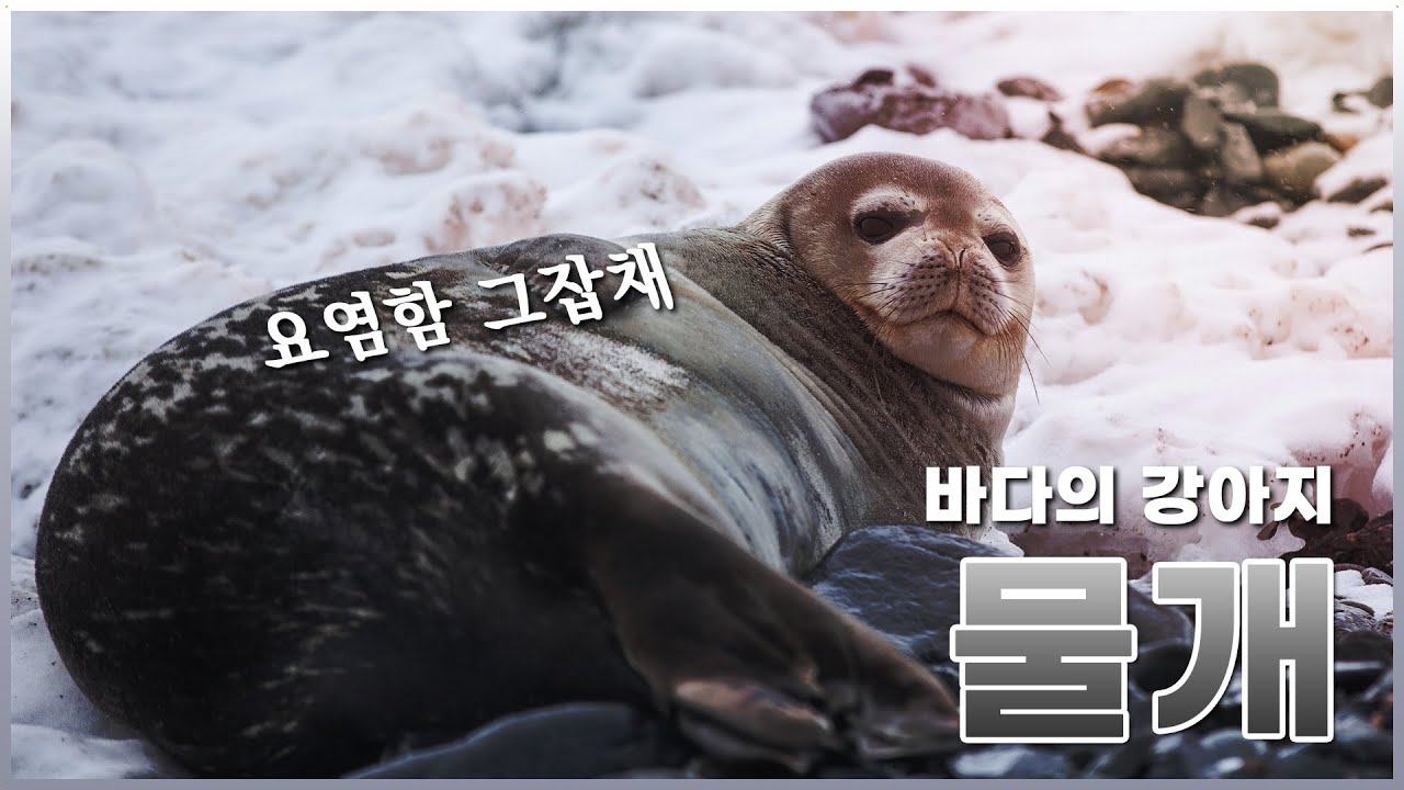 귀여운 물개여엉엉-! 엉엉엉-! 🌊🐶 - YouTube