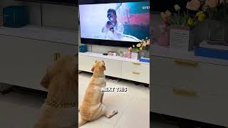 These Dogs Took TV Way Too Personally 😂🐶
