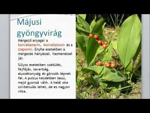 Videó: A Gyöngyvirág Mérgező Növény