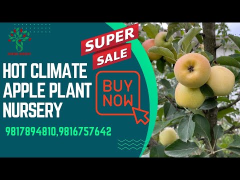 HOT CLIMATE APPLE PLANT NURSERY | APPLE FARMING