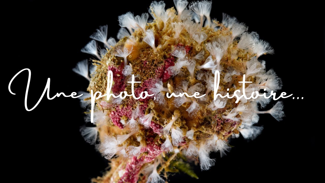 ⚓ Peut-on restaurer la biodiversité dans les ports ?