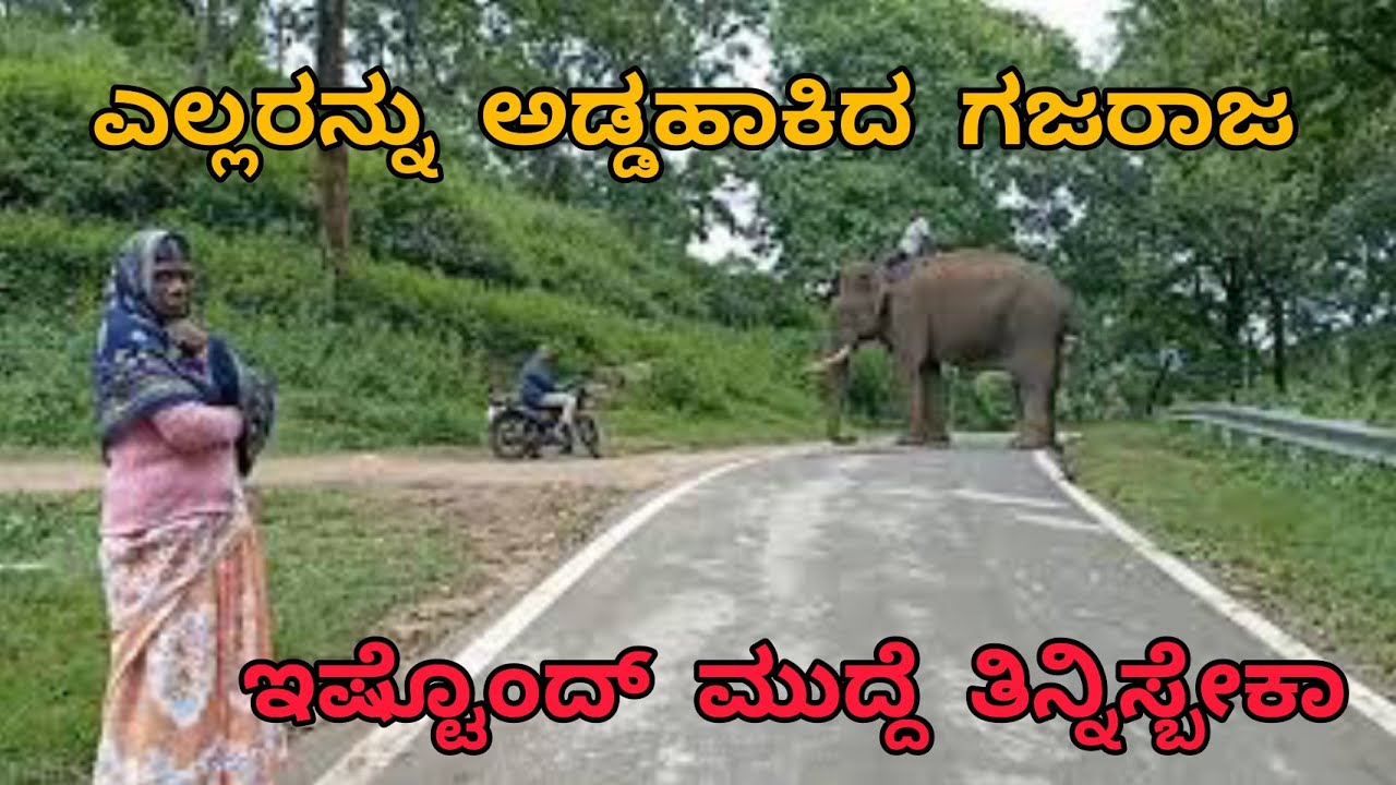 K Gudi | ಅಡ್ಡ ನಿಂತ ಗಜರಾಜ | ಎಲ್ಲಿ ನೋಡಿದರೂ ಹಚ್ಚ ಹಸುರಿನ ಕಾಡು | ಗಜರಾಜನ ಬೋಜನದ ಸಮಯಕ್ಕೆ ನಾನು ಹಾಜರ್