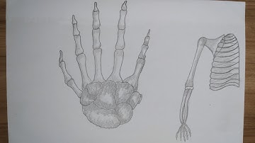 Class-9. 14th week Biology Assignment 2021. Hand Bones. Full drawing tutorial.