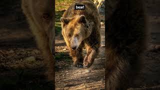 From Fear to Fascination: Exploring the Wonders of Ursidae 🐻#shorts #bear