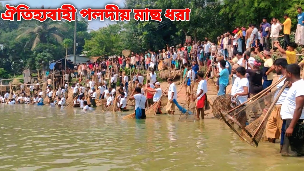 বহু বছরের পুরনো পুকুরে পলো ফেলে উঠে এলো দানব মাছ! | Real Monster Fish Caught by Hand 2025