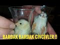 CİVCİVLERDE BARDAK TEDAVİSİ !!! #kalebıldırcın