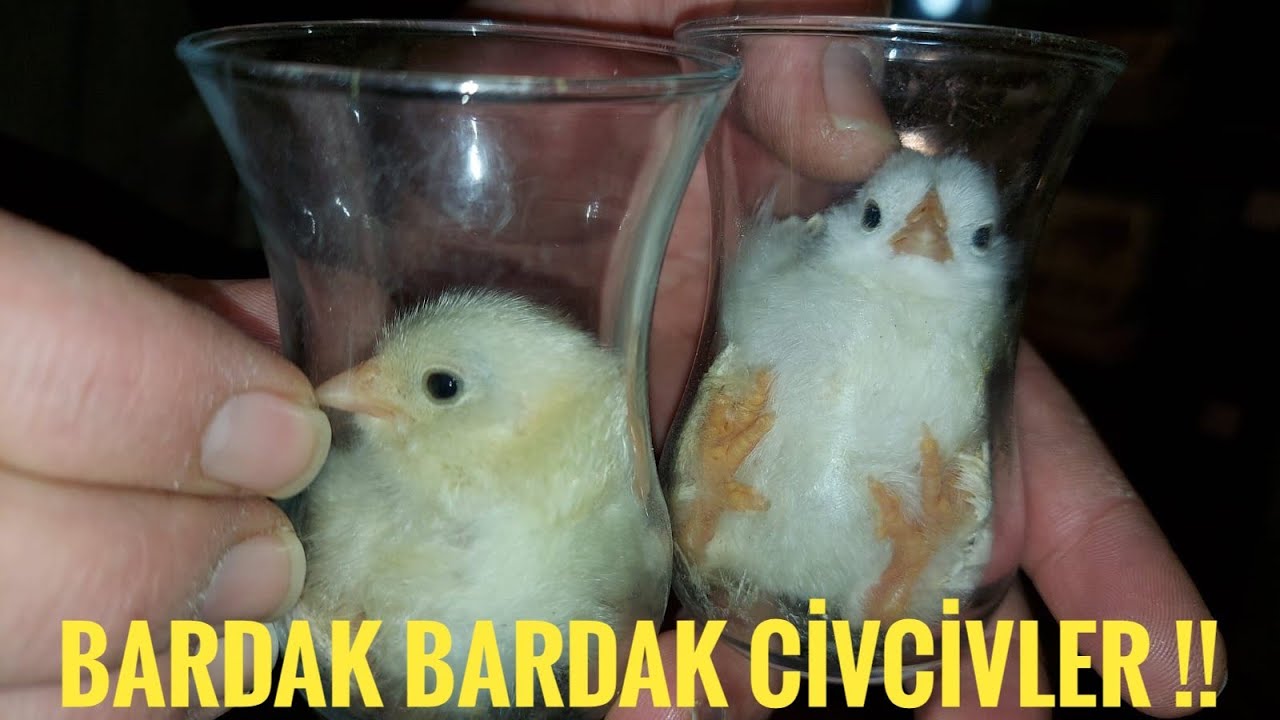 CİVCİVLERDE BARDAK TEDAVİSİ !!! #kalebıldırcın