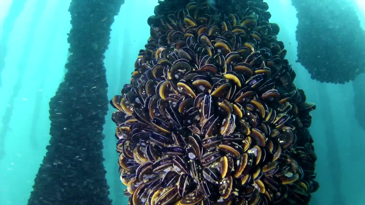 INMERSION BATEAS RIA DE AROUSA