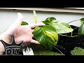 HOW TO: CHEAP and EASY aquarium NITRATE removal - Aquaponics TUTORIAL