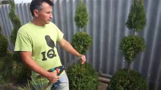 видео: Как постричь смарагд  Разнообразие форм  Часть 2 картинка: Как постричь смарагд  Разнообразие форм  Часть 2
