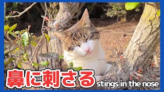 木に挟まり枝が刺さり毛繕いする猫【野良猫 地域猫】Cat caught in tree and grooming cat [Stray cat]