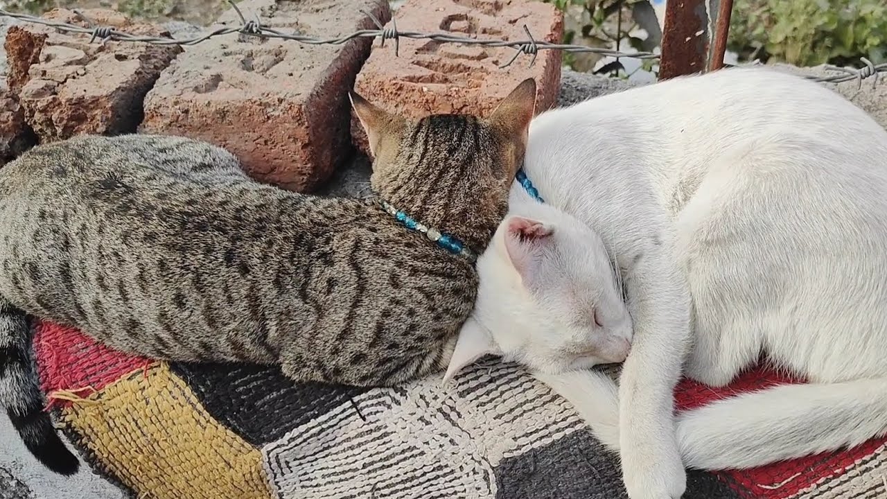 Cute cats sleeping 😴 | new cat video | cute cat video 