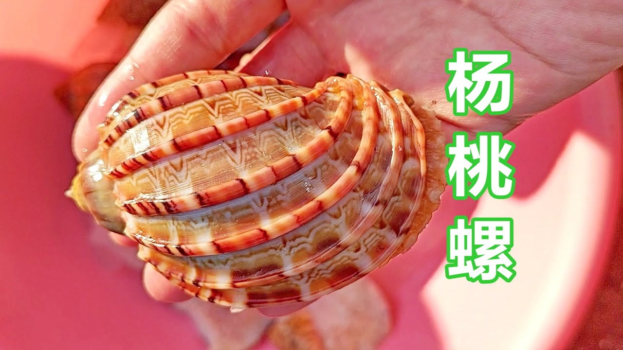 禾虫100三斤，鲚鱼一律16，广州莲花山码头街市