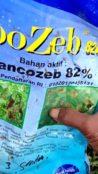 Cara Mencegah Dan Mengatasi Layu Fusarium