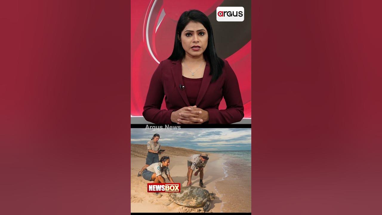 How temperature determines the gender of hatchling sea turtles youtube