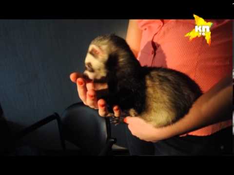 Домашние хорьки и трубкозуб