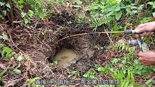 印尼小伙前往山间垂钓，只为钓取这种金黄色的山鲶鱼 钓鱼 钓鱼人 户外