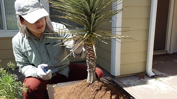 Growing Joshua Trees from Seeds, Years 9.1-9.7