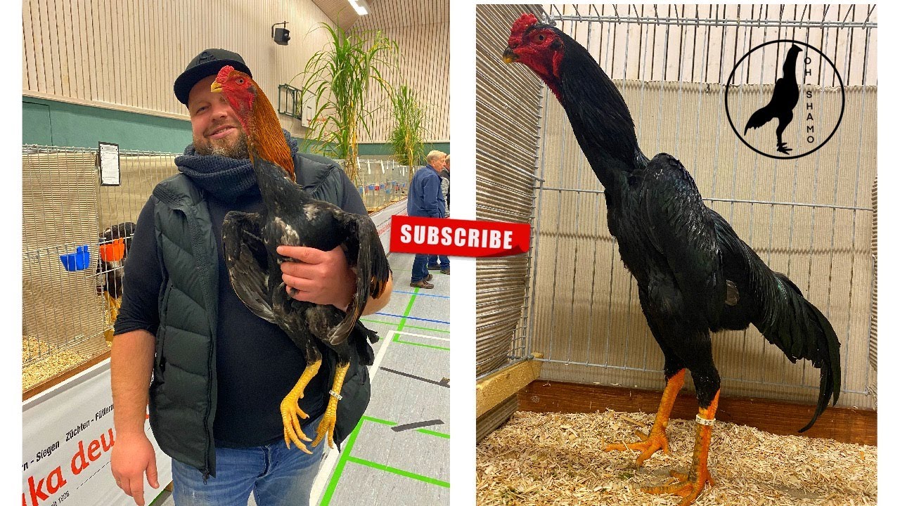 Velen Shamo exhibition