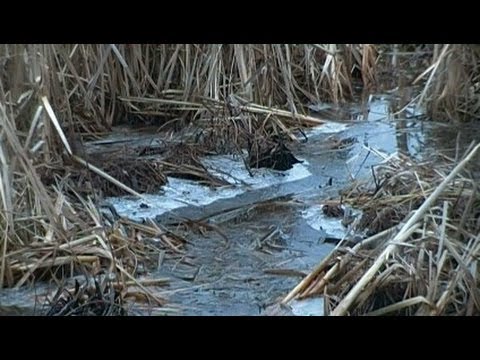 Foraging Edible Plants - Cattail Roots in Ice | Wild Food