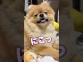 【衝撃映像】可愛いと言われたらにこっと笑うポメラニアン🥰🥰🥰