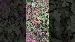 Want some grass with  weed?