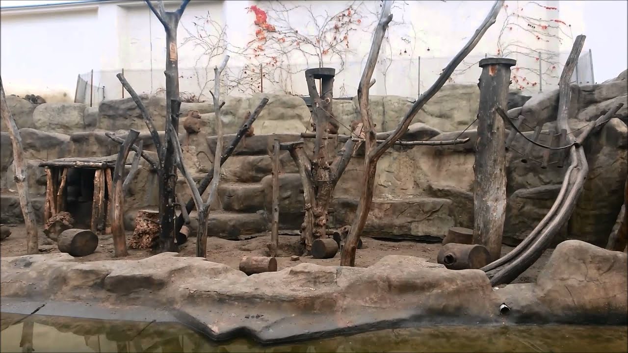 Idziemy Do Zoo Dziecięce Przeboje 2013