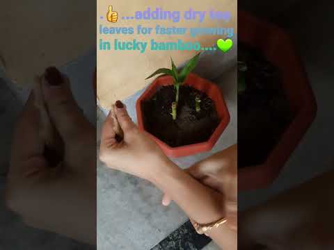 Lucky Bamboo Plants Caring Tips In Soil
