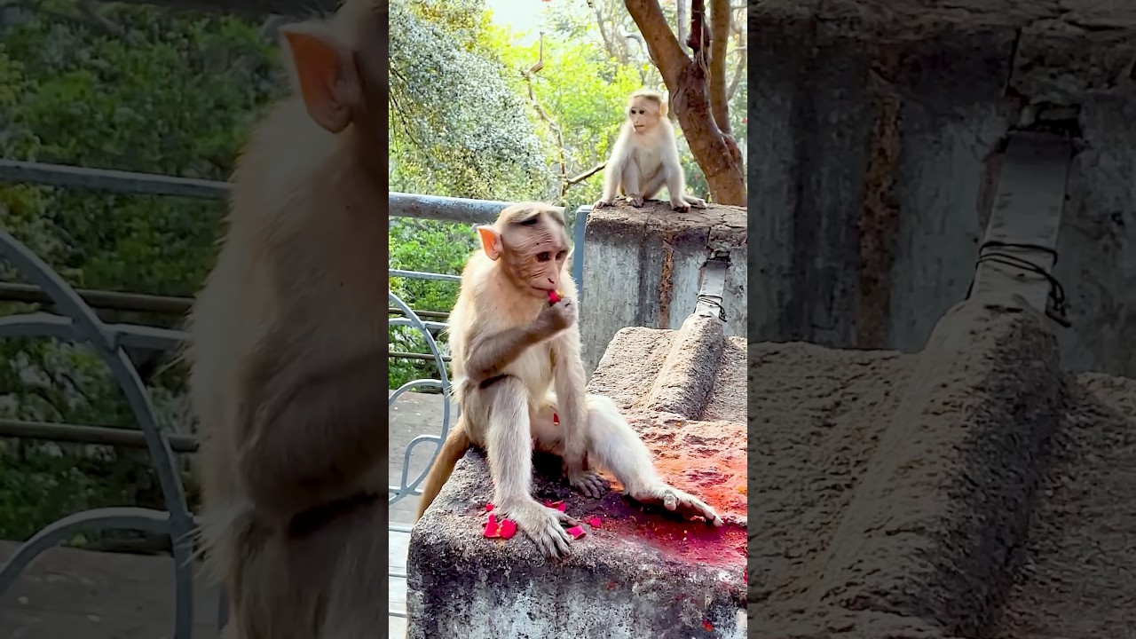 Monkey eating flower 🌷 