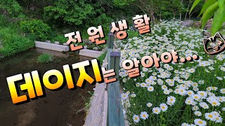 데이지, 알면 사랑하게 됩니다