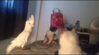 when parrot disguise in cat group by Animal Awesome 4,289,566 views 7 years ago 1 minute, 3 seconds