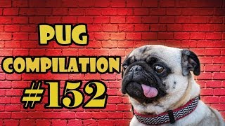 Pug Compilation 152  Funny Dogs but only Pug Videos | Instapug