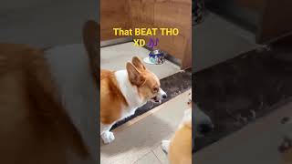 Corgi duo DROPPING THE BEAT π₯ΉπΆ #funnyanimals #funny #animals #dogs #corgi #lol #shorts #short #fun Corgi duo DROPPING THE BEAT π₯ΉπΆ #funnyanimals #funny #animals #dogs #corgi #lol #shorts #short #fun