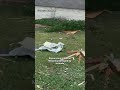 Tornado severely damages elementary school