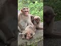 Sleeping Beauty #mother #monkey #love #nature#shorts #hindishorts #hindi #youtubeshorts #AjitBhobe