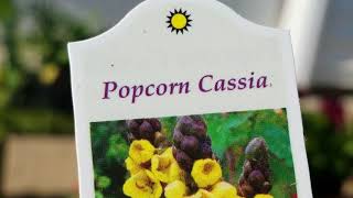 Vlog Greenhouse Grabs:  Hazelton Iowa Amish Greenhouses