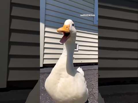 بطه كيوت اصحى يابطوطه تربية الطيور بطه بتتكلم البطه الرقصه البطه المضحكه
