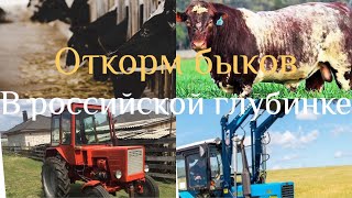 Откорм быков как бизнес. Жизнь в российской глубинке .
