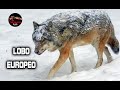 Lobos gigantes – Lobos gigantes Reales – El lobo mas grande de Europa – LOBO EUROPEO