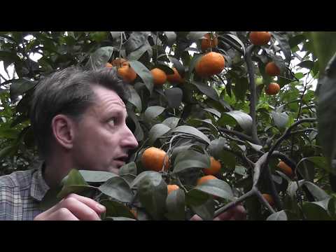 Видео: Грижа за мандариново дърво (Citrus Reticulata)