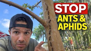 How To Stop Ants & Aphids from Destroying Your Fruit Trees