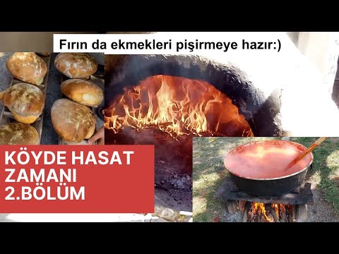 Köyde hasat ZAMANI 2.BÖLÜM / Fındık Toplama / Köy Ekmeği / Salça Yapımı