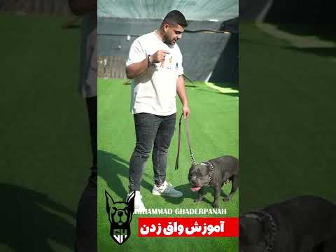 آموزش سگ آموزش واق زدن به سگ