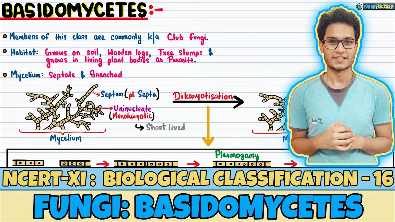 Biological Classification| Lec 16- Fungi: Basidomycetes| Class 11| NEET| Neetology