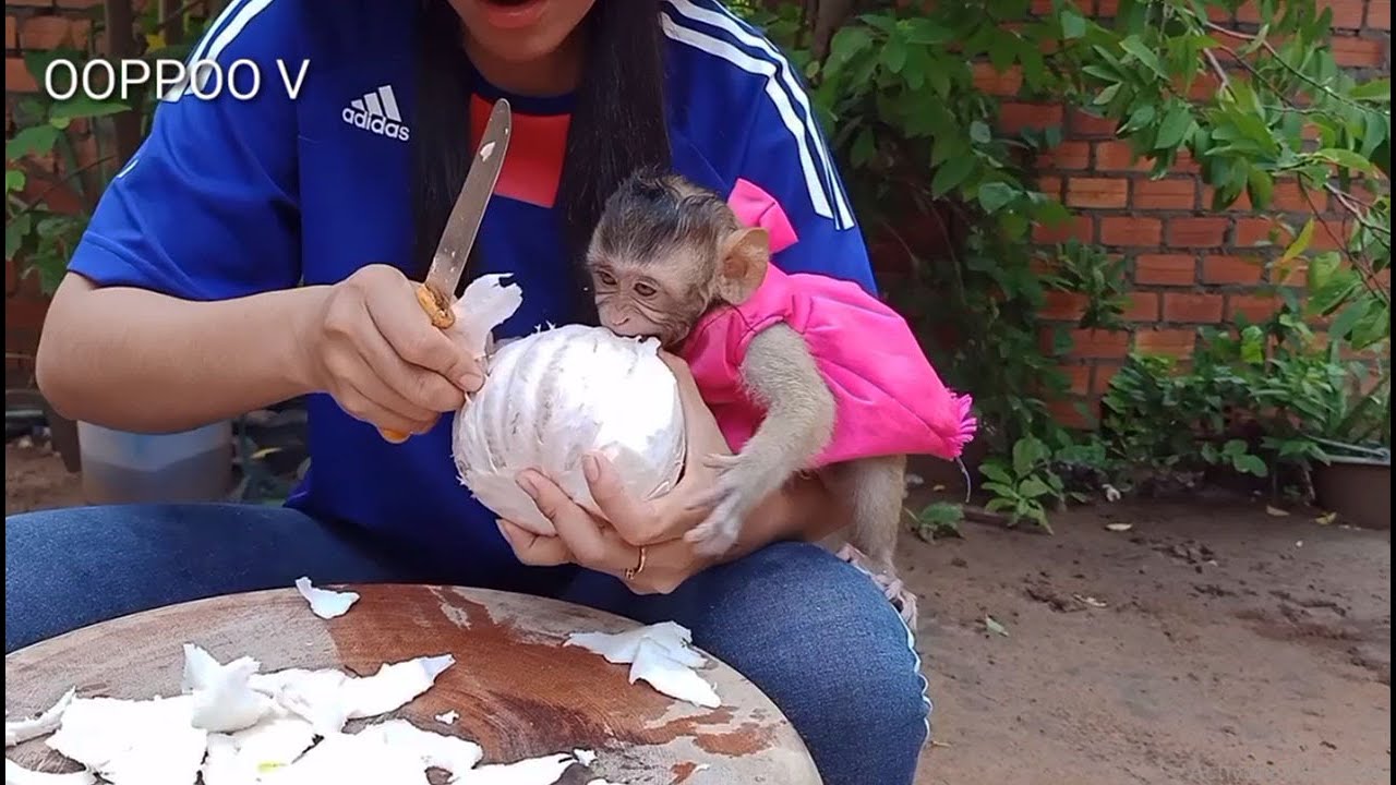 Cute Baby Monkey Janny can't wait Mom cutting Orange / Janny she so Hungry